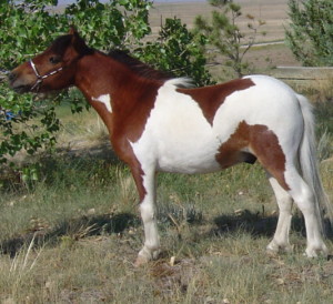 Spirit7-08stand web.JPG